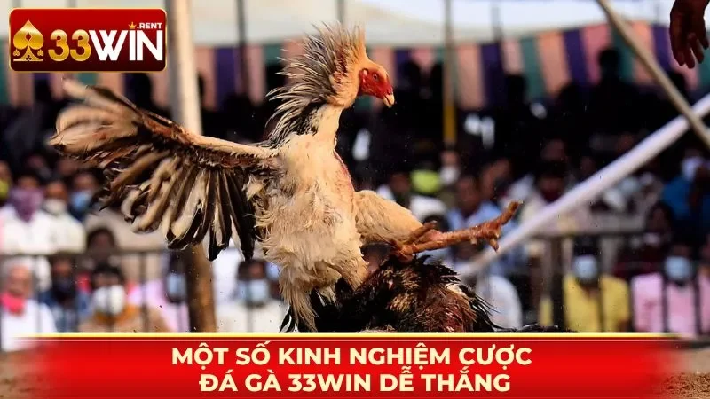 Một số kinh nghiệm cược đá gà 33WIN dễ thắng